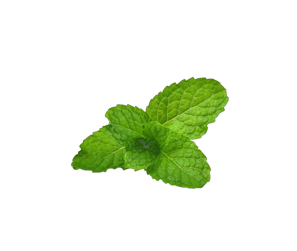 النعناع